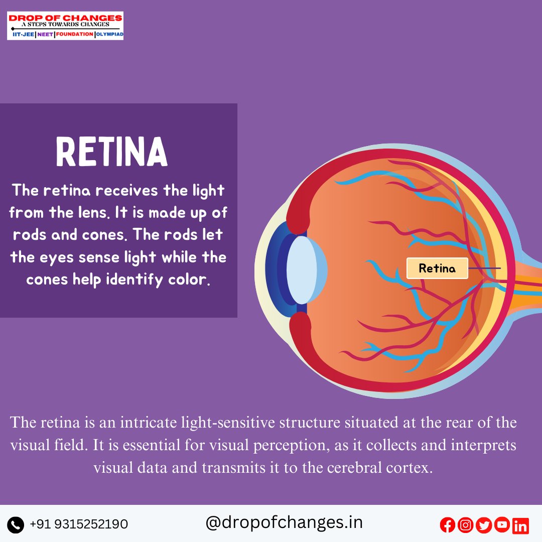 dropofchanges's tweet image. PARTS OF THE EYE  PART-1

  For More Information :- 
📞- +91 9315252190
 🔎dropofchanges.in

 #dropofchanges #NEET #neetpreparation #neetexam #biology #eyes #ncertbiology #ncert #maharashtradesha #stateboard #HumanBiology