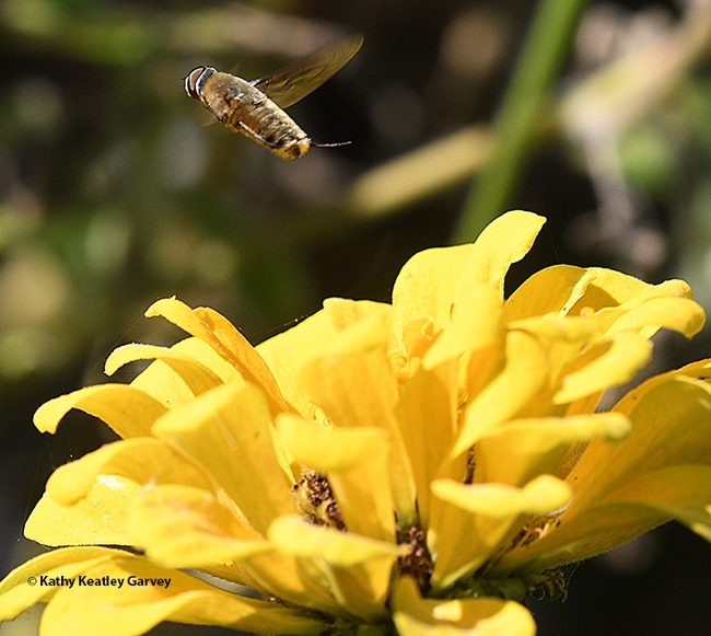 Ever seen a #bee fly in flight? Why the late Beatriz Moisset called it a 'pollinator with a bad reputation.' Family:  Bombyliidae #BugSquad tinyurl.com/mr3n4nyb