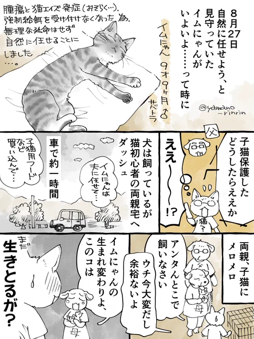 #今日の山野絵
#今日の山野漫画
「旅立つ猫が、遺された者たちが寂しくないようにあれこれイベントを準備していた(かもしれない)話。」
その1。

今日から毎日1pずつアップする予定です🐈
良かったら読んでください✨
悲しいのは2日目まで…だと思います。 