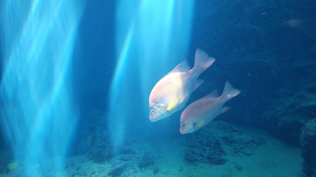 Commuting_rush's tweet image. 沖縄行ってきました🏝
古宇利島から美ら海水族館、ハートロックに万座毛、さらにおきなわワールドに国際通り。
宿泊したホテルもプライベートビーチ付きで文句なしの4日間でした。
#沖縄旅行