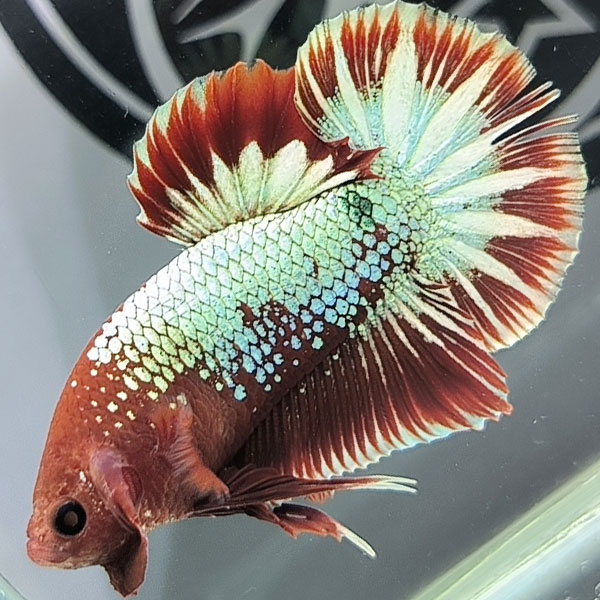 shopheo99's tweet photo. 🐠💥 ƯU ĐÃI CỰC SỐC! Giảm Giá 30% Tất Cả Các Dòng Cá Betta Tại Shop Heo Tháng Này 💥🐠

🎉 Đừng bỏ lỡ cơ hội độc đáo để làm mới bể cá betta của bạn với giá ưu đãi không thể tin được! Tại Shop Heo, chúng tôi đang tổ chức chương trình giảm giá 30% https://t.co/aJqYW9coGp