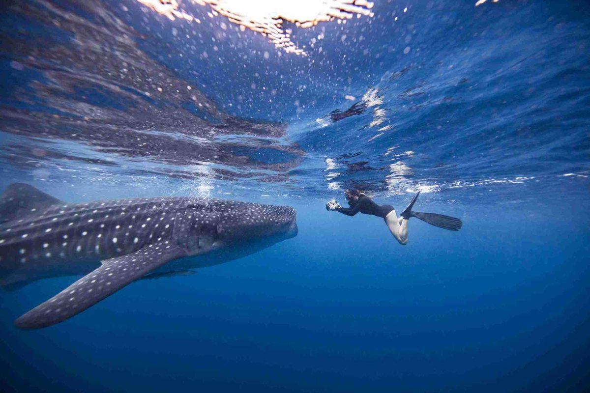 MyTopBucketList's tweet photo. Where To Swim With Whale Sharks  #bucketlist #travel #inspiration #community #destinations #traveltips #motivation #advice #life #mytopbucketlist Read More At https://t.co/rjBMwKRbGJ #CrazyThings https://t.co/e3SVRWYVTd