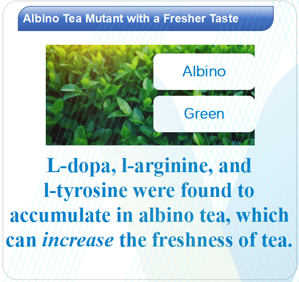 MetwareGlobal's tweet photo. Journey into the genetic mysteries of albino tea mutants and their fresher taste. Learn about the unique #metabolites that contribute to their distinct flavor profile. Explore more: https://t.co/QeUZXMgo8B #metabolomics #AlbinoTea #TeaVarieties https://t.co/I211AFeEZ0