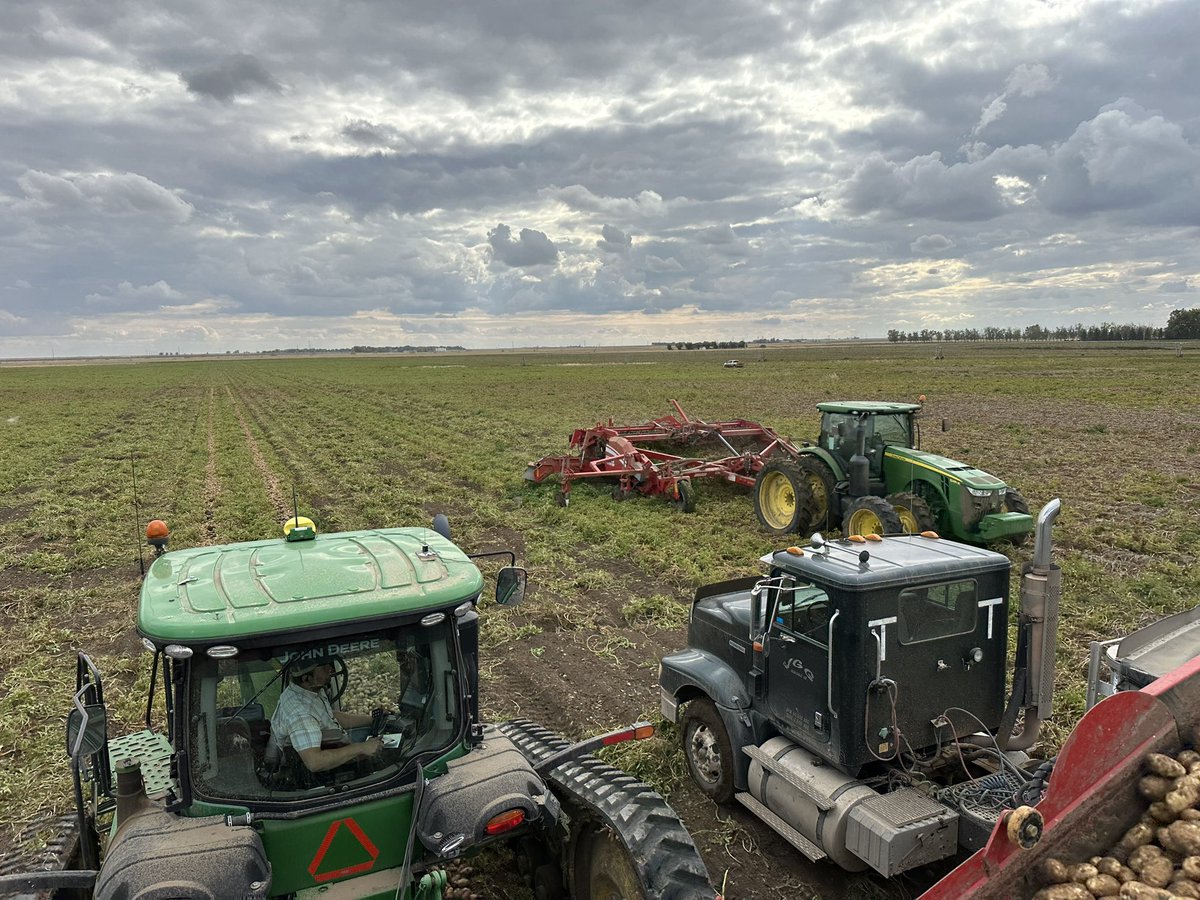 Potato time #albertapotatoes