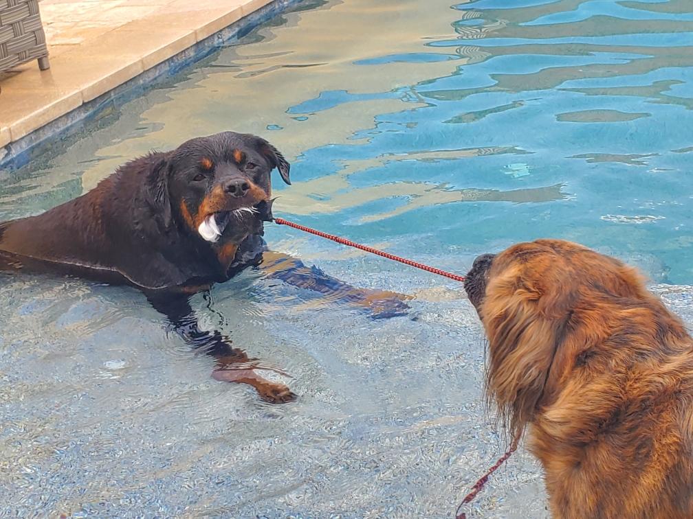 Tugboat in his natural habitat.