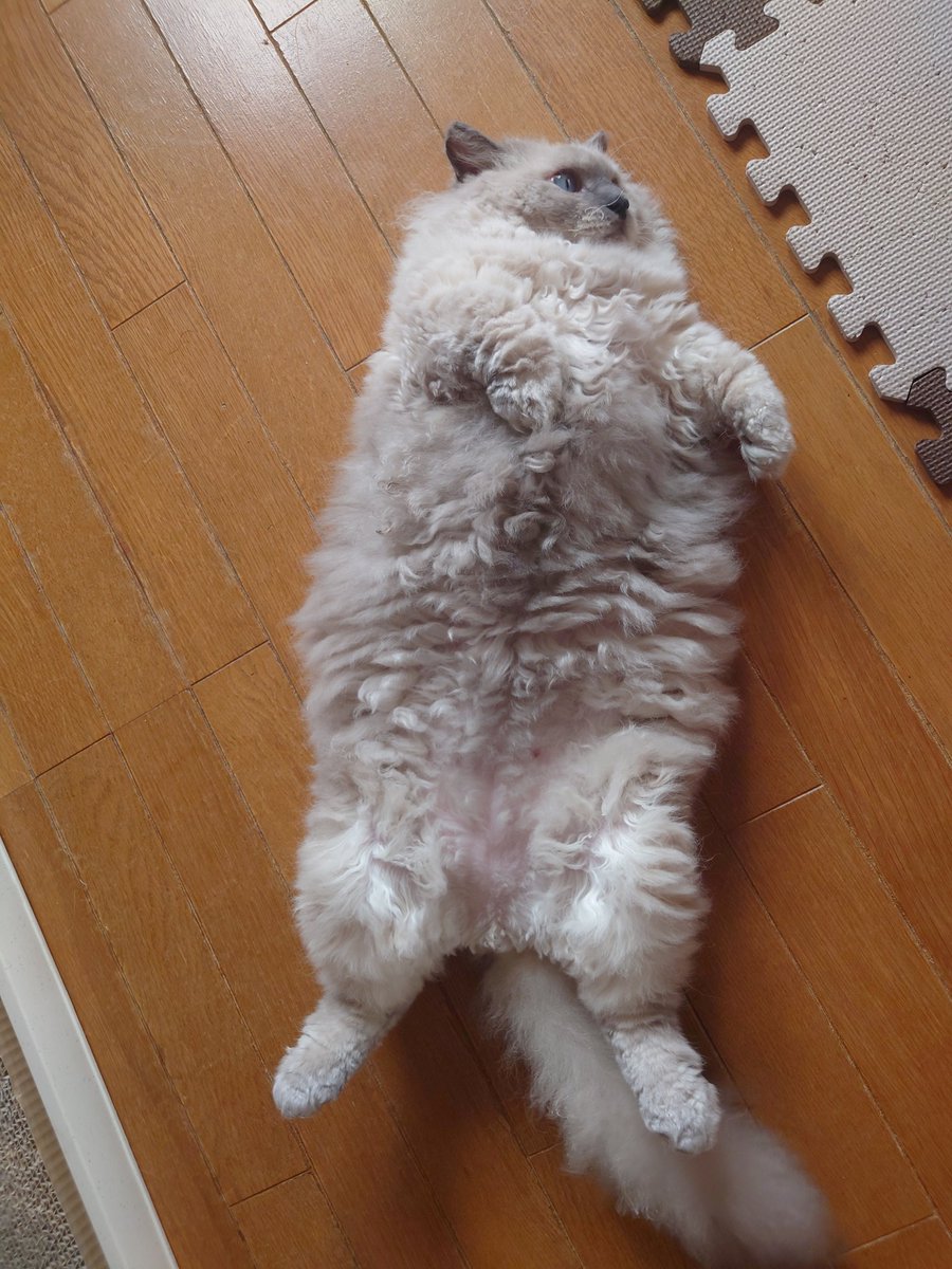 1202Ex's tweet photo. アザラシ、腹筋するの巻w
#猫　#ネコ　#ラムキン　#アザラシ　#cat https://t.co/ahD0w8vP5c