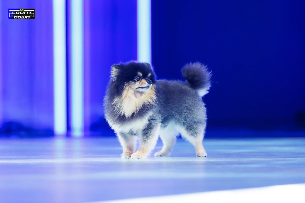 Yeontan is following in the footsteps of his superstar father #BTS