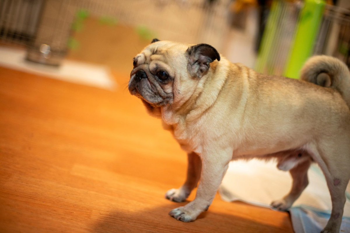 pugGSX's tweet photo. お留守番犬🐽🐽 https://t.co/BDkZGwdMlc