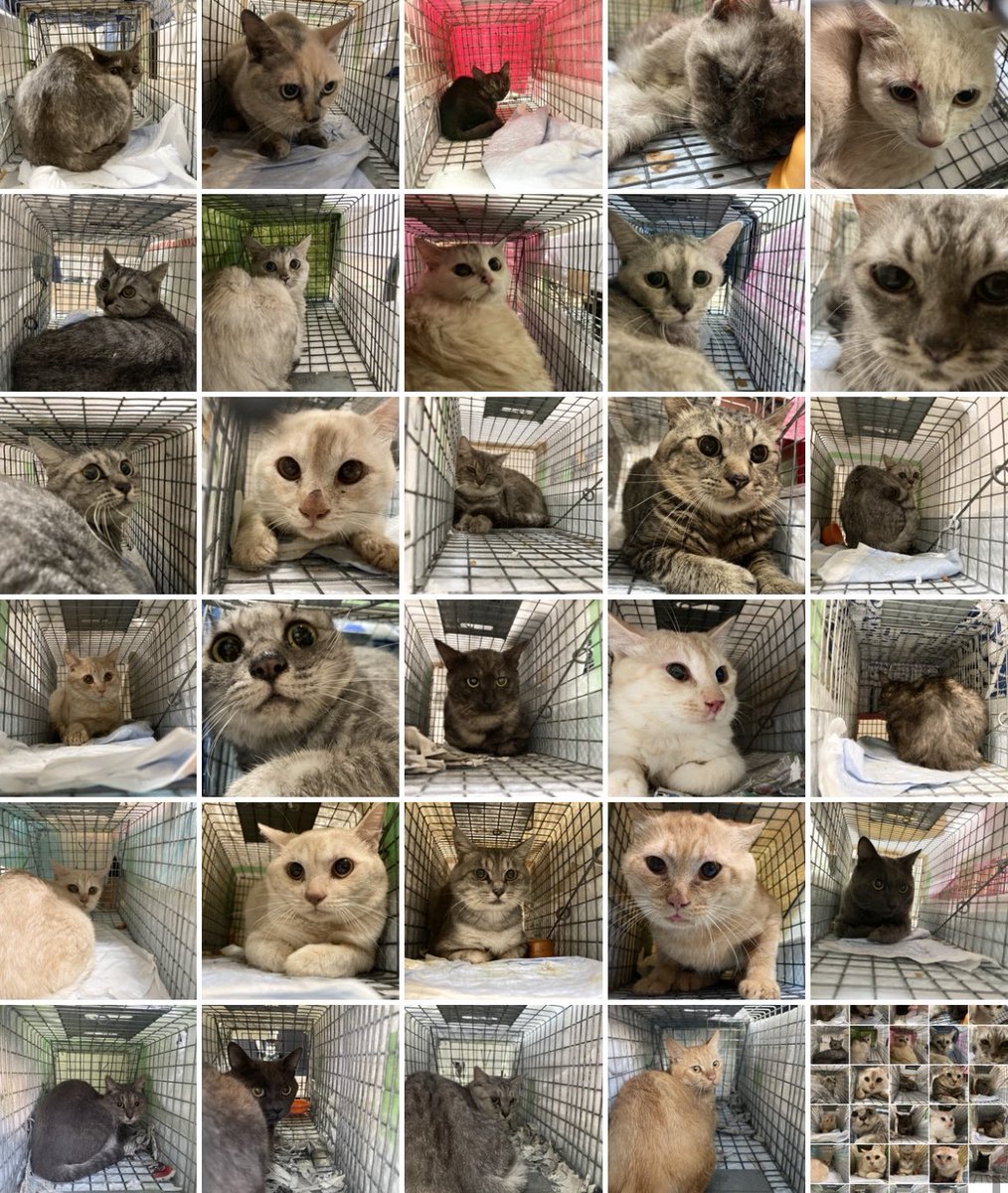 NPO法人動物愛護団体LYSTA／里親募集型保護猫ふれあいサロンOhana tweet media