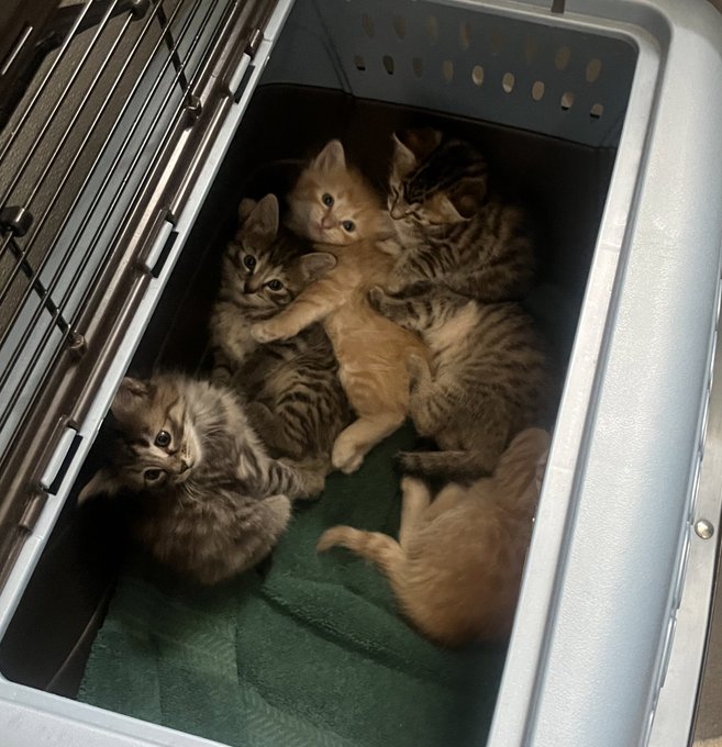 I saw this in real life, I am a changed woman https://t.co/UKWO0KrNBw