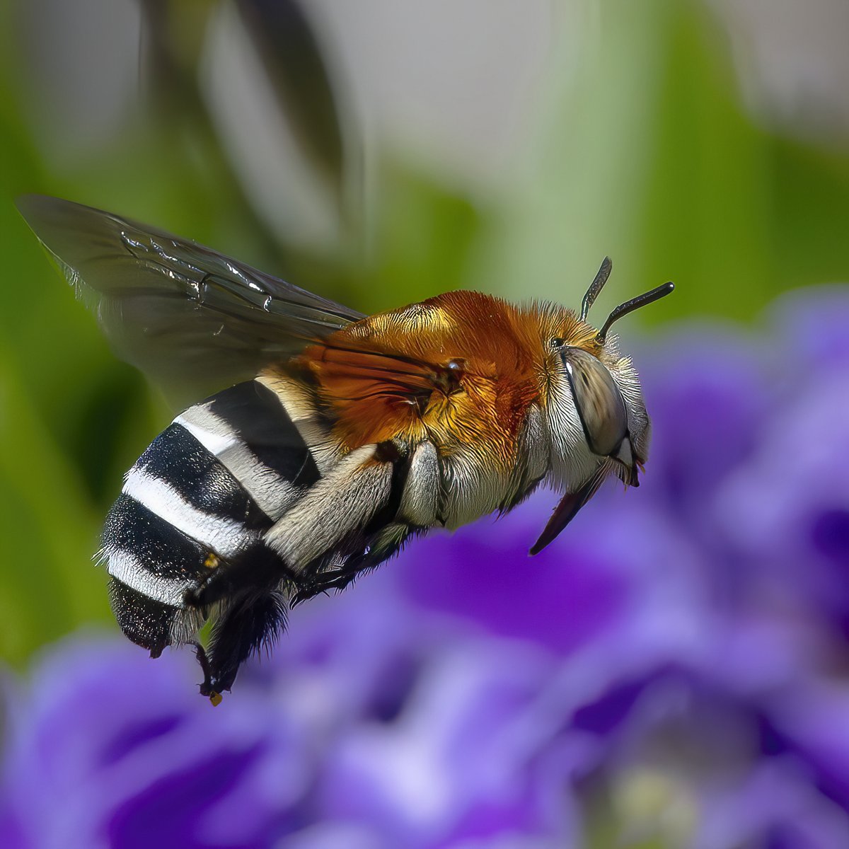 Paul Wright 🇬🇧🇯🇲🇸🇰 tweet media