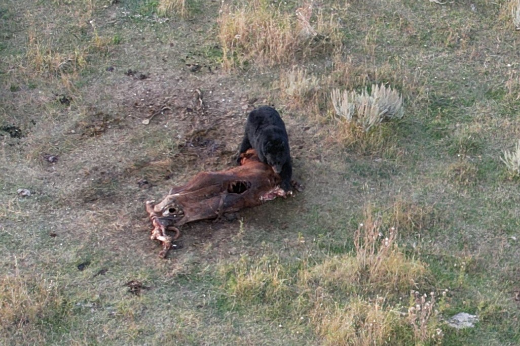 44Bridger's tweet photo. Saw a bear walking through our heifers and going over the hill to the neighbor's. Followed it with the drone. Found this. https://t.co/oIK5AC18aN