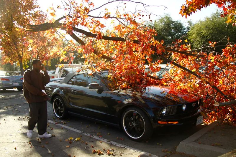 kingstreesvce's tweet image. #EmergencyTreeService

Keep our numbers handy because you&apos;ll never know when you&apos;ll be needing us when the winter weather comes around. High winds, rain &amp;amp; saturated soil spell havoc for home and business owners. 

Keep our numbers in a safe place, 909-548-6754 or 626-221-6471.