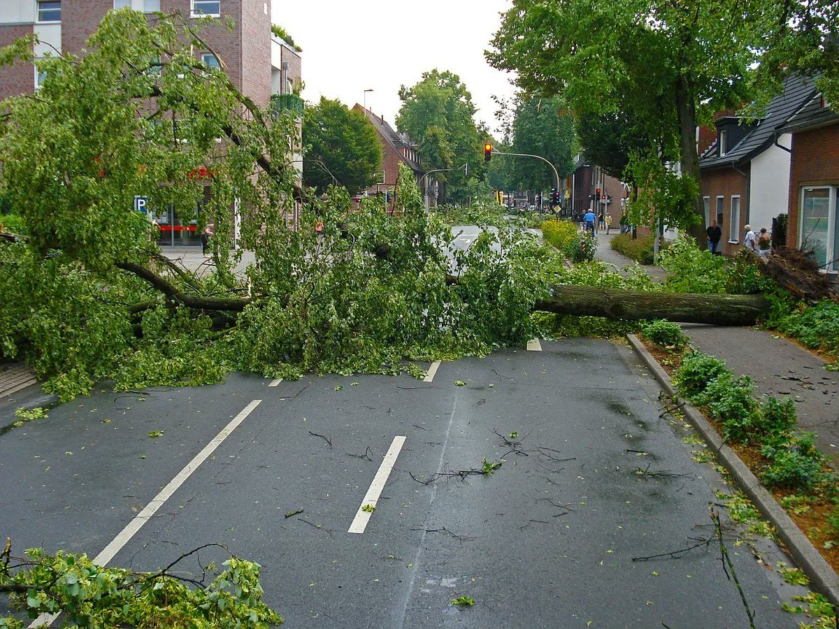 kingstreesvce's tweet image. #EmergencyTreeService

Keep our numbers handy because you&apos;ll never know when you&apos;ll be needing us when the winter weather comes around. High winds, rain &amp;amp; saturated soil spell havoc for home and business owners. 

Keep our numbers in a safe place, 909-548-6754 or 626-221-6471.