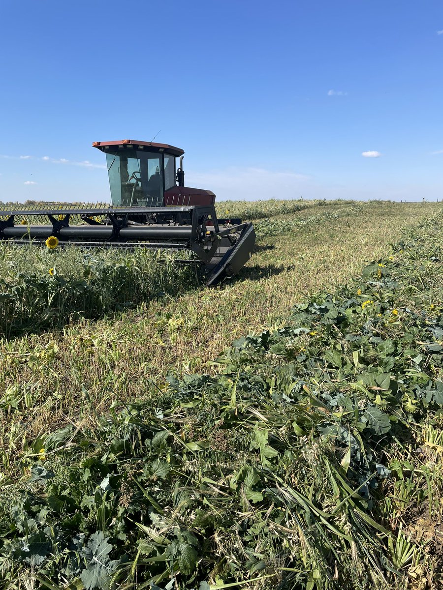 Swath grazing coming down. Should save a little fuel and time this winter, done spending money on feeding once it’s cut