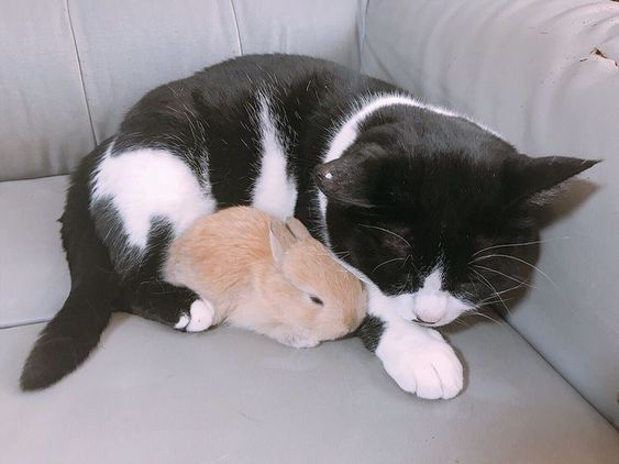 Bunnies tweet media