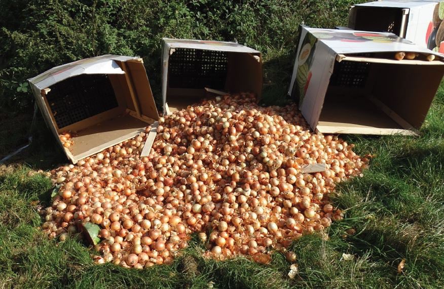 CrimeNewsHH's tweet photo. Berge von #Kartoffeln und #Zwiebeln - viele Kartons mit #Melonen - #Lebensmittel auf Feldwegen nahe der #Müllverbrennung #Stapelfeld illegal entsorgt. #Zeugen und Hinweise gesucht. https://t.co/HdkjEshgfb