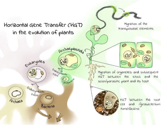 One DNA to rule them all… Here you see the illustration Varvara Dikaya made for us in our Assistant Feature Editors Program. It is about horizontal gene transfer &amp; if you want to know a bit more, feel free to have a look at our webpage: bit.ly/3YKTxue #sciart #scicomm