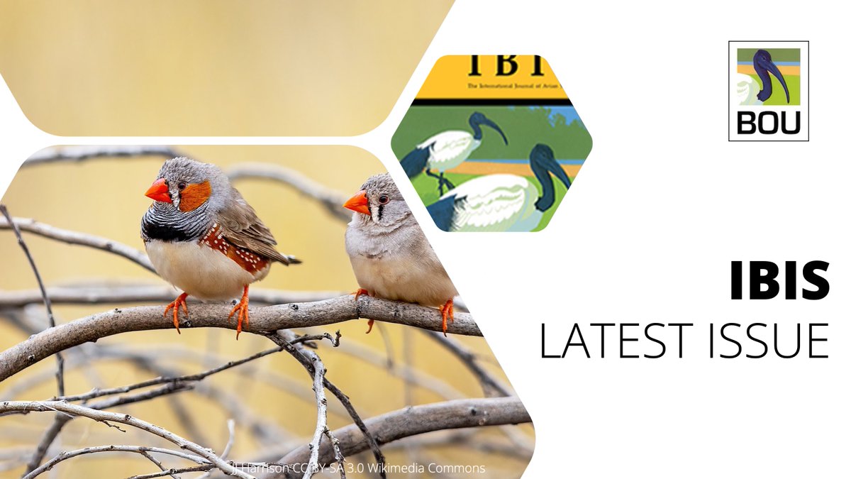 In the latest issue of @IBIS_journal High ambient temperature decreases eggshell thickness in Zebra Finches | onlinelibrary.wiley.com/doi/abs/10.111… Haruka Wada, Leslie Dees @LLHurleybird Simon C. Griffith | #ornithology