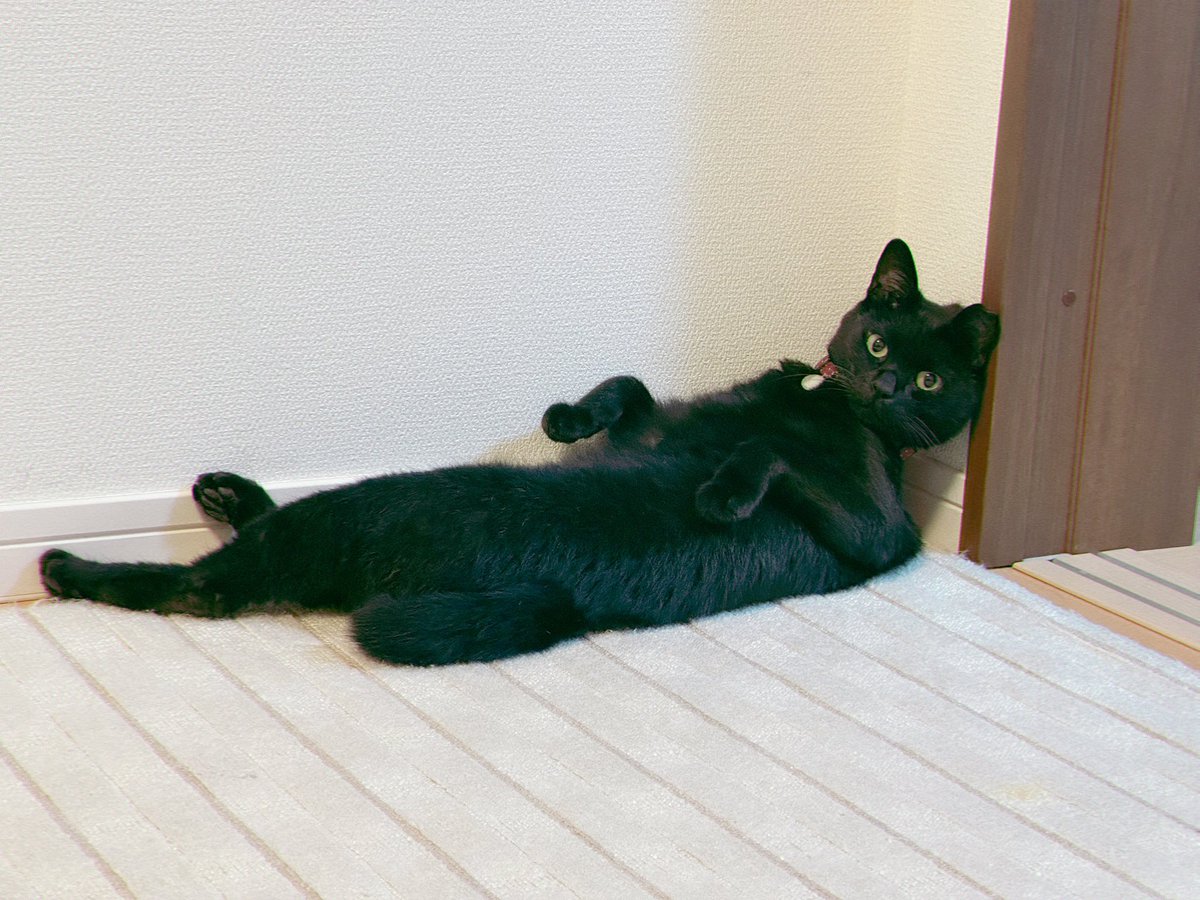 kuroneko071975's tweet photo. 昨夜の、ダラける。

#黒猫
#猫のいる暮らし https://t.co/gCAfaGVEtb