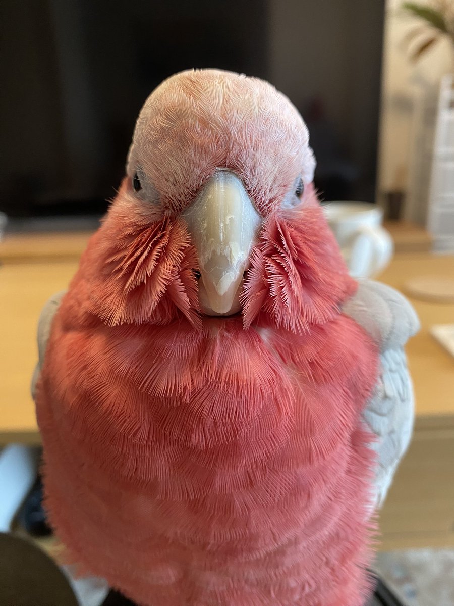 mints_momoiro's tweet photo. #鳥さん証明写真 https://t.co/V84G8UFEsy
