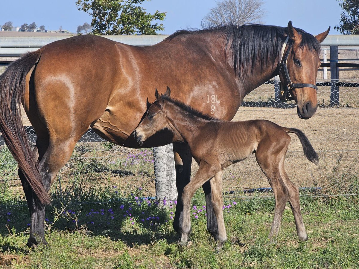 VThoroughbreds's tweet image. Just born @noblebend is this beautiful filly by #Jonker @AquisFarm from an #IamInvincible mare from the family of Earthquake.