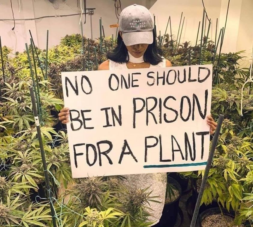 植物のために刑務所に入れられるべきではありません。＃大麻解禁　＃医療大麻　😇❤️🌿　＃lastprisonerproject