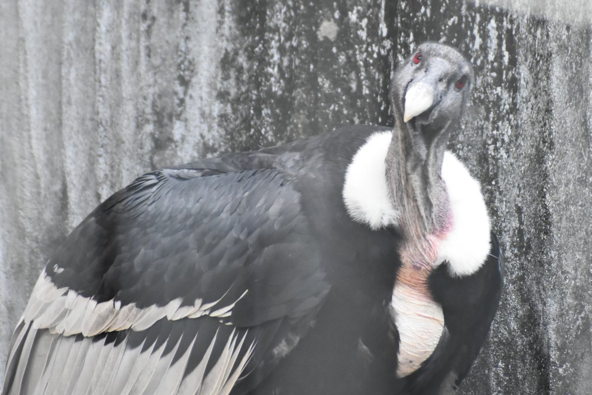 アンデスコンドル たち。 追いつ追われつ、仲良くしていましたよ