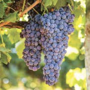 CardwellCellars's tweet photo. Into discovering new grape varieties? @Coriole of McLaren Vale will pour their Fiano, Piquepoul, and Sangiovese at the release celebration of “Alternative Reality” by @maxallenwine. Only seven more sleeps! Get a ticket at https://t.co/WVplsvypJb https://t.co/NUVT4tBuDa