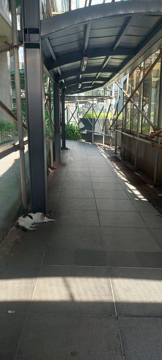 Manila's cat!