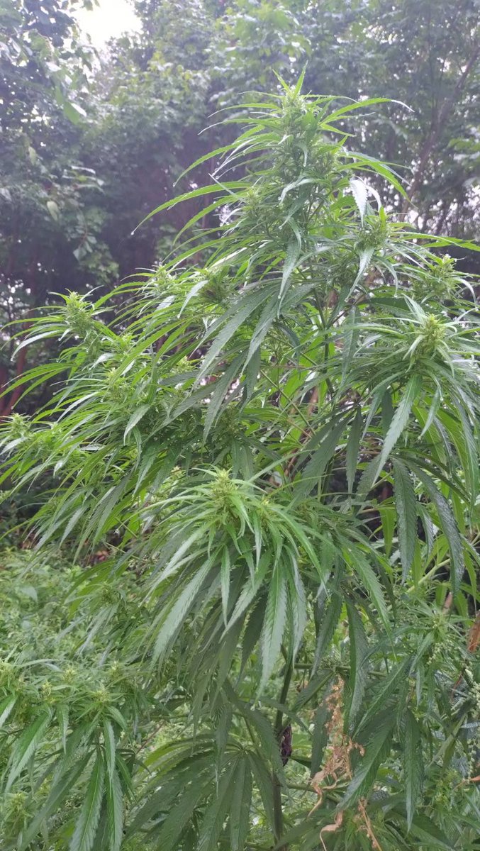 道産子大麻