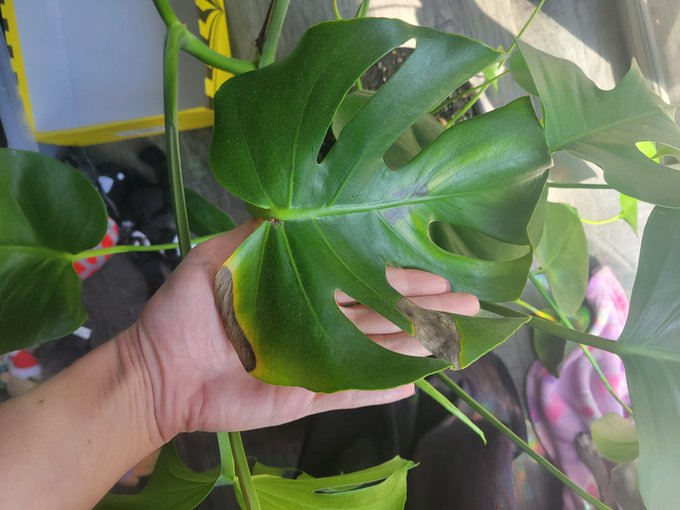 Oh man, it looks like I over watered my monstera plant 😓 https://t.co/25PIP7EIpG