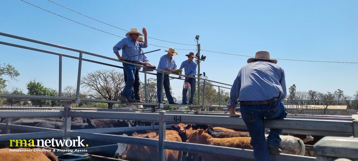 rmanetwork's tweet photo. Dunedoo Cattle &amp; Sheep Sale, Wednesday 20th September 2023. 

Selling agent was Milling Stuart. 

#cattle #sheep #rmanetwork #stockandstationagent https://t.co/ooCBeFXzYV