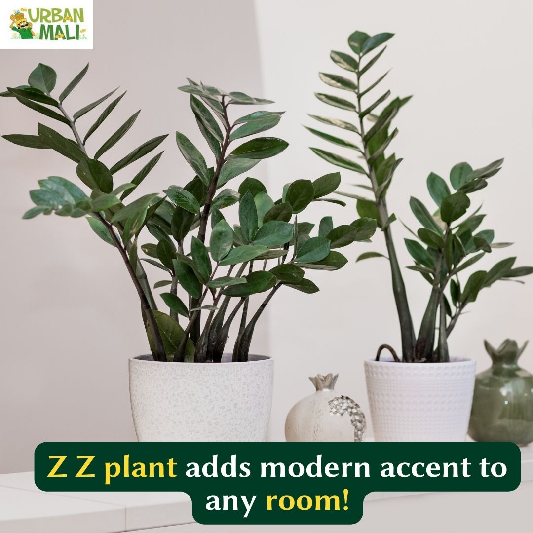 Enhance your space with a touch of modern elegance! The Z Z plant is the perfect addition to any room.

#ZzPlant #ModernElegance#lowmaintenanceplants#OfficePlants #plantsmakepeoplehappy #gardening #plantlife #plantaddict #urbanmali #urbangardening #homegardening