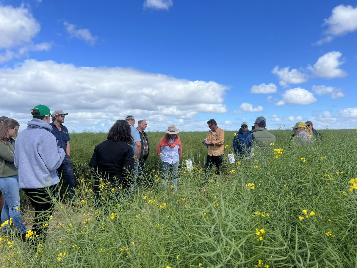 Mallee Sustainable Farming (@msfmallee) on Twitter photo Shown off some #Mallee trials to our visitors from WA w/<a href="/SADroughtHub/">SA Drought Resilience Adoption and Innovation Hub</a> <a href="/GGA_WA/">Grower Group Alliance</a> and <a href="/MudgeBarry/">Barry George Mudge</a> Moroccan friends. 🙏 all who contributed to make a successful trip for our visitors they really appreciated seeing different country. Hopefully we can come your way in the near future! Shown off some #Mallee trials to our visitors from WA w/<a href="/SADroughtHub/">SA Drought Resilience Adoption and Innovation Hub</a> <a href="/GGA_WA/">Grower Group Alliance</a> and <a href="/MudgeBarry/">Barry George Mudge</a> Moroccan friends. 🙏 all who contributed to make a successful trip for our visitors they really appreciated seeing different country. Hopefully we can come your way in the near future!