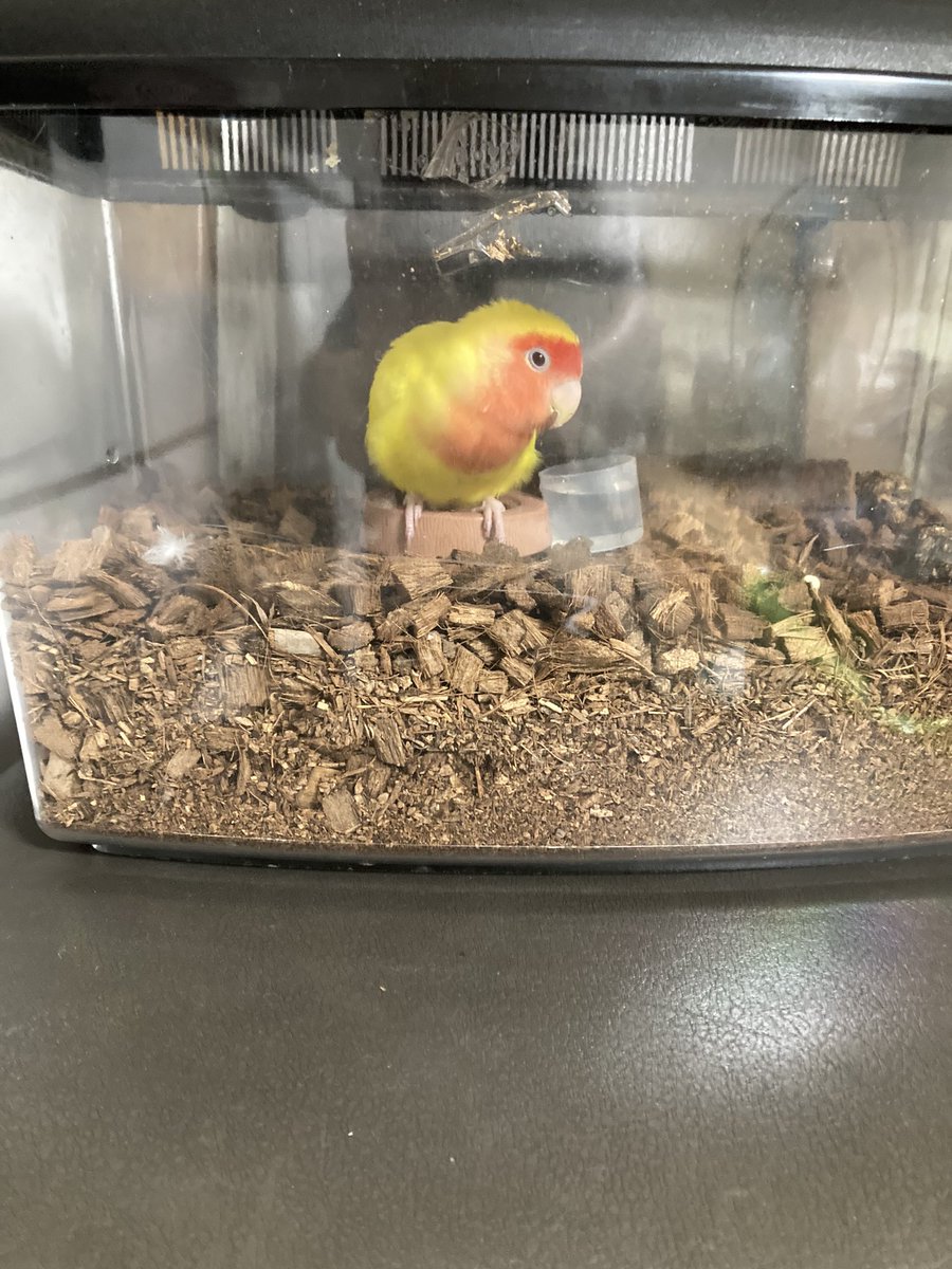 EmiNozue's tweet photo. #浜松市#インコ保護#セキセイインコ保護 https://t.co/OwG7ldmdDj