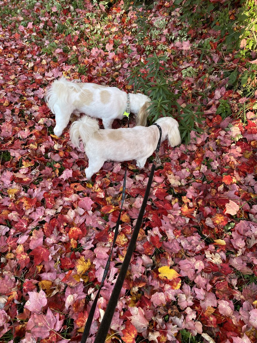 Dexter🌈 and I visiting our friend @suechildss place in North Bay back in the fall of 2021🍂🍁🐶🐝
#ThrowbackThursday #fallcolours #canada