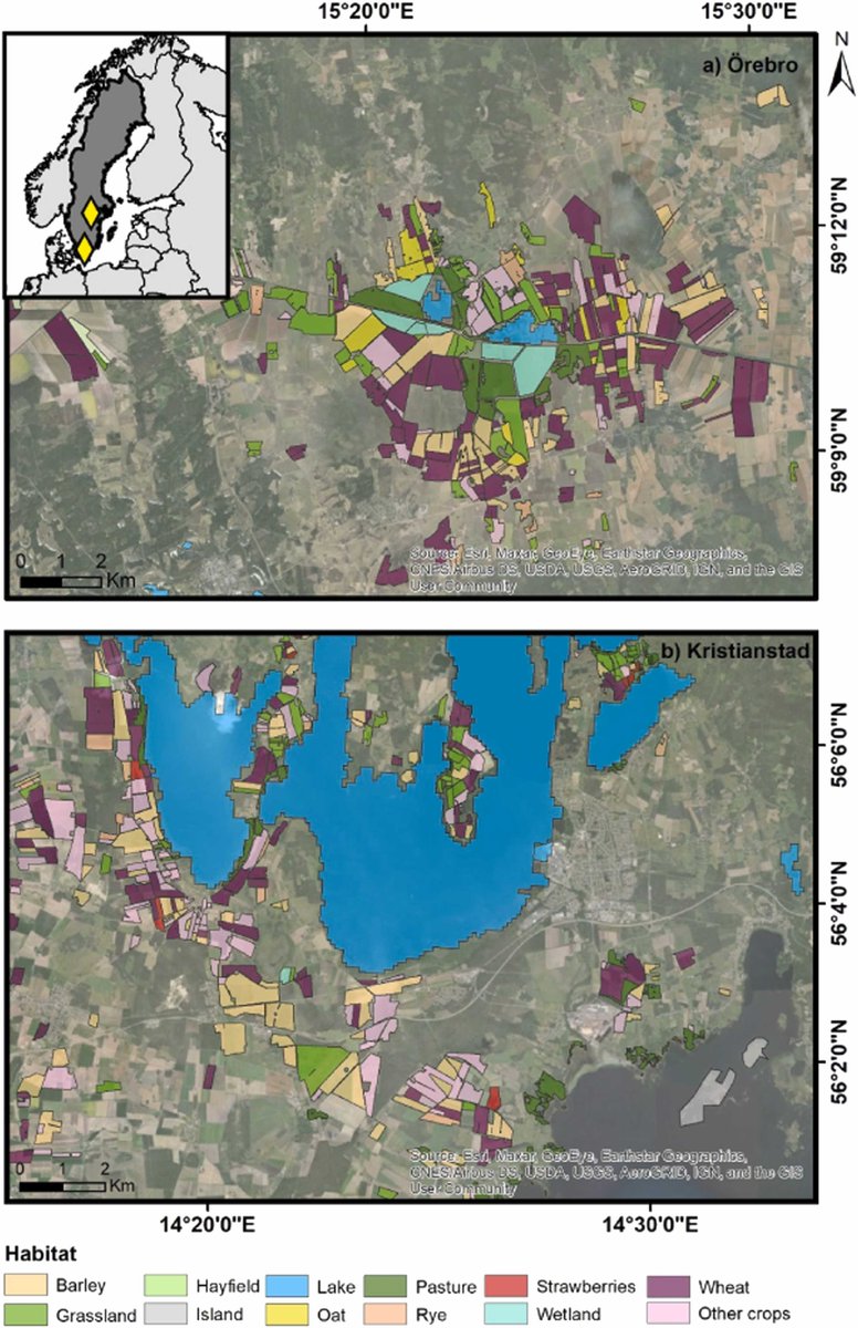 New Paper: Greylag #geese connect agricultural and natural habitats via direct summer flights, dispersing 41 plant species (9 weeds). Impact of weed dispersal between crop types needs research @SeedSciSoc @CoDisperse @ebdonana @BSBIbotany @UoM_EES @_BTO sciencedirect.com/science/articl…