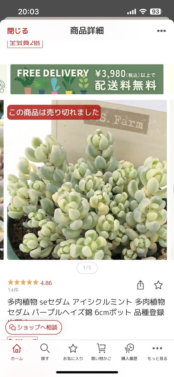 斑入りパープルヘイズ…数秒で売り切れ💦