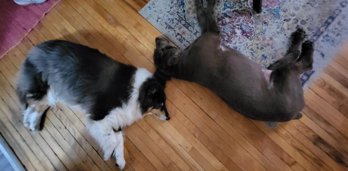 baldwintamara's tweet photo. @Phil_Sledge Piper (right) is 13.5
Susie will be 15 next month https://t.co/nSiowD00fK