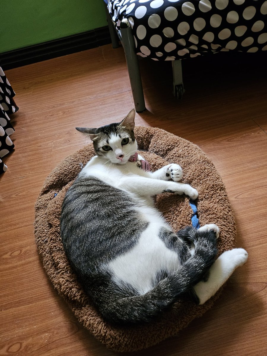 princessnoricel's tweet photo. @ShouldHaveCat https://t.co/o4NgPIX9Ns