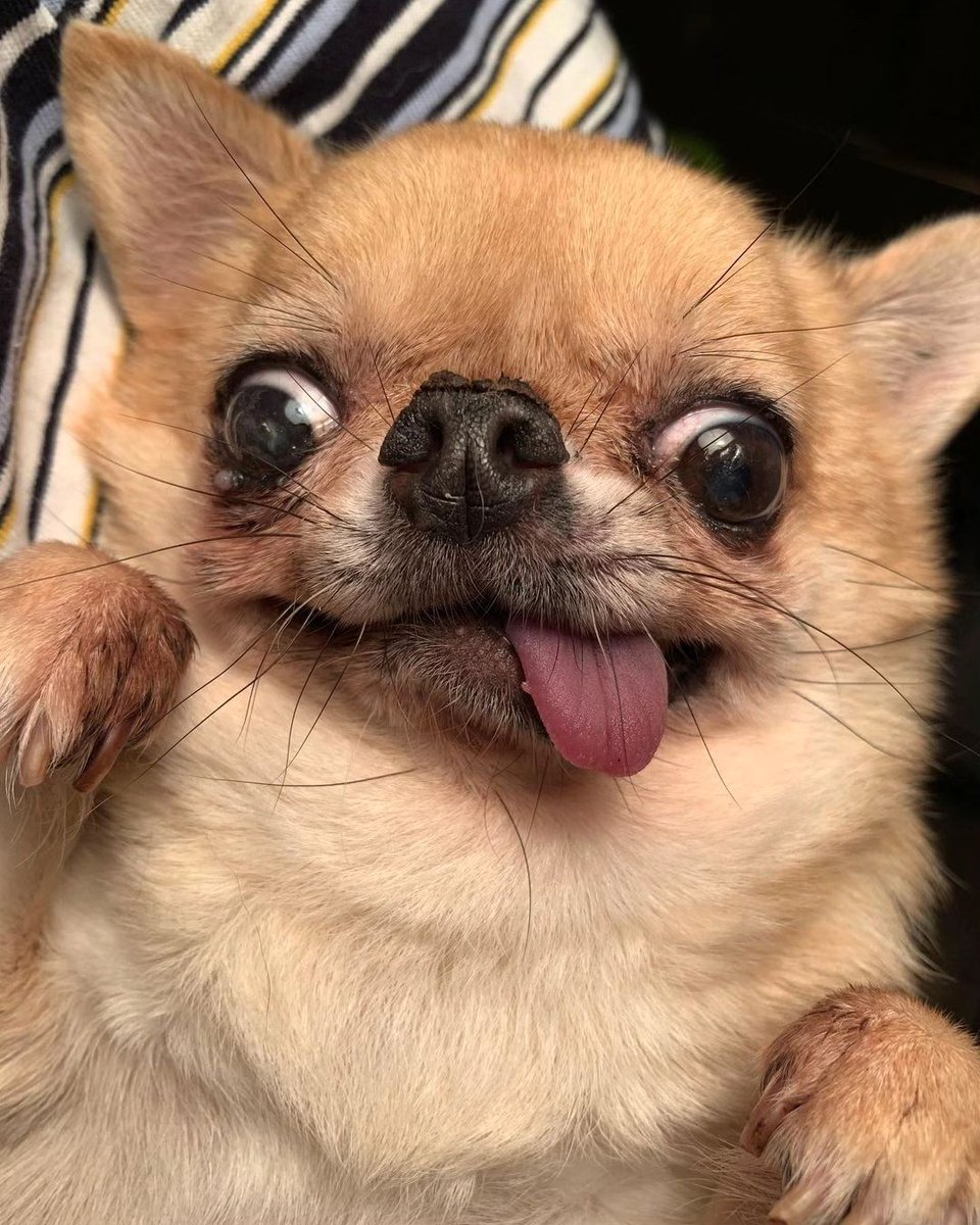 Chihuahuadailly's tweet photo. 😜😜 https://t.co/0wQfrdYeIl
