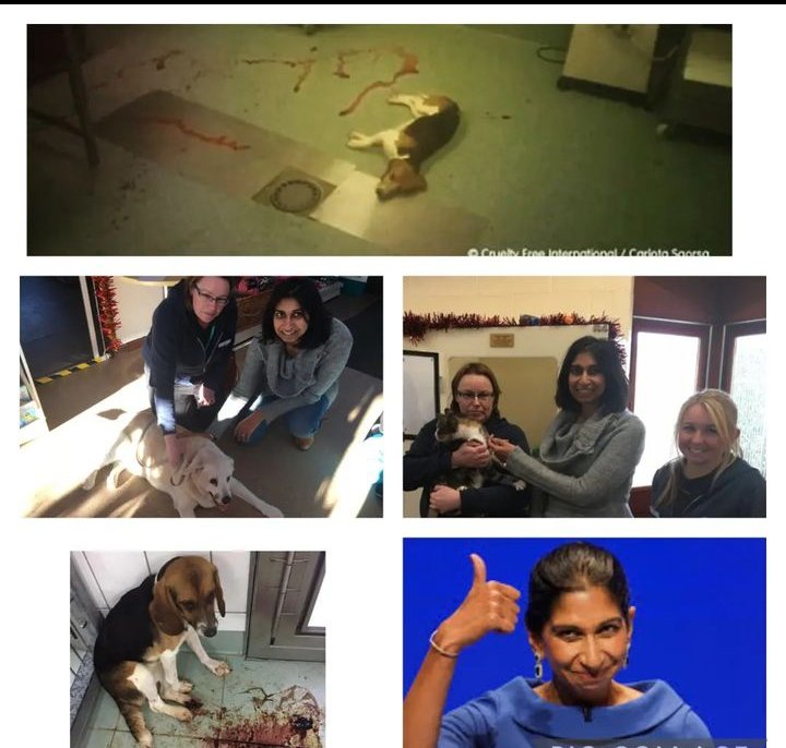 LaSiore's tweet photo. @SuellaBraverman
You studied. It doesn't mean you use your mind.
Learning is important. Understanding. Your message is clear. Facing the problem = kill it.
Ban your corruption not dogs!
#dontfuckwithdogs
#bloodonyourhands
#nobsl https://t.co/60oaQkbYed