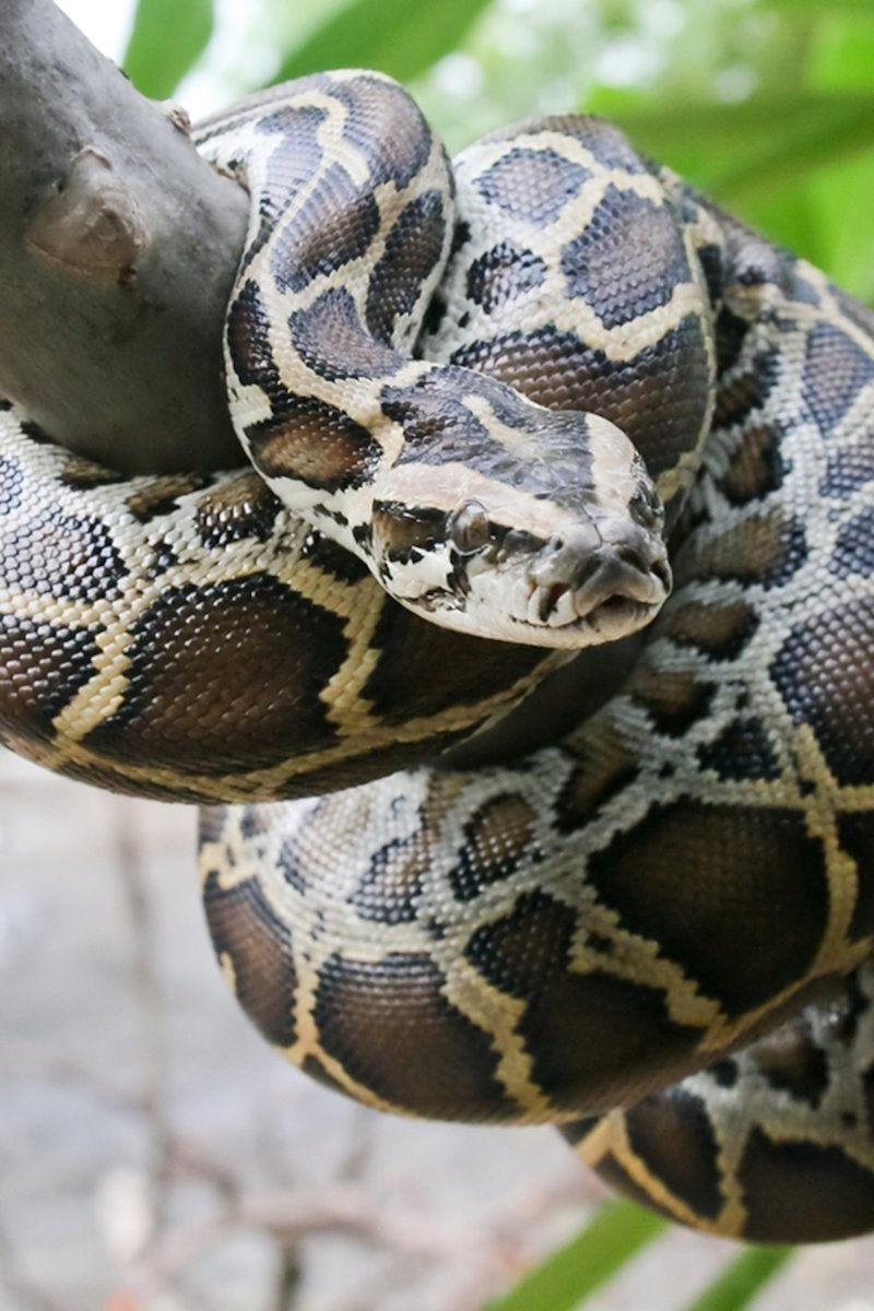 YourAncestors_'s tweet image. In African spirituality, pythons are regarded as sacred messengers and protectors. To see them in dreams can signify an expanding consciousness or that your spiritual self needs attention. If they visit your yard, it is seen as luck from the land spirits and your ancestors.
