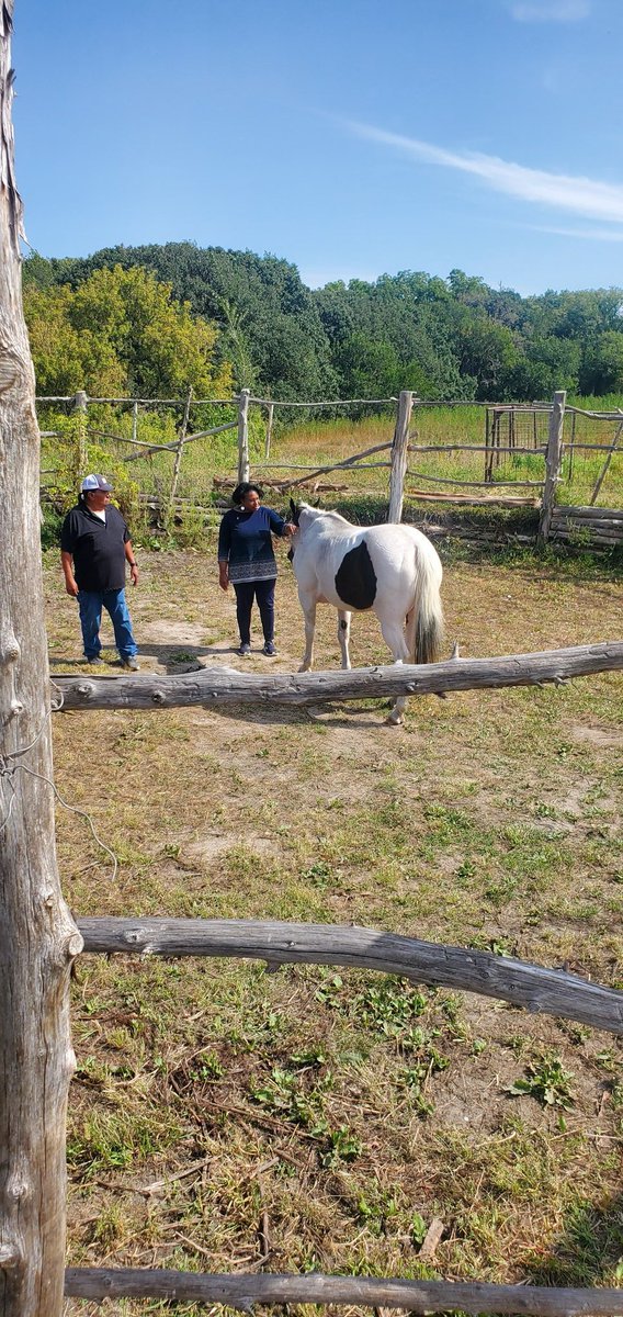 DrMonicaTD's tweet image. Thank you to @mayoclinic_cenr for providing funding to support cultural interventions for mental health, recovery &amp;amp; #SuicidePrevention. So grateful to to Terrie Kitto &amp;amp; her team at Santee Health center for sharing their wisdom &amp;amp; cultural interventions w/ horses.  #NativeWisdom