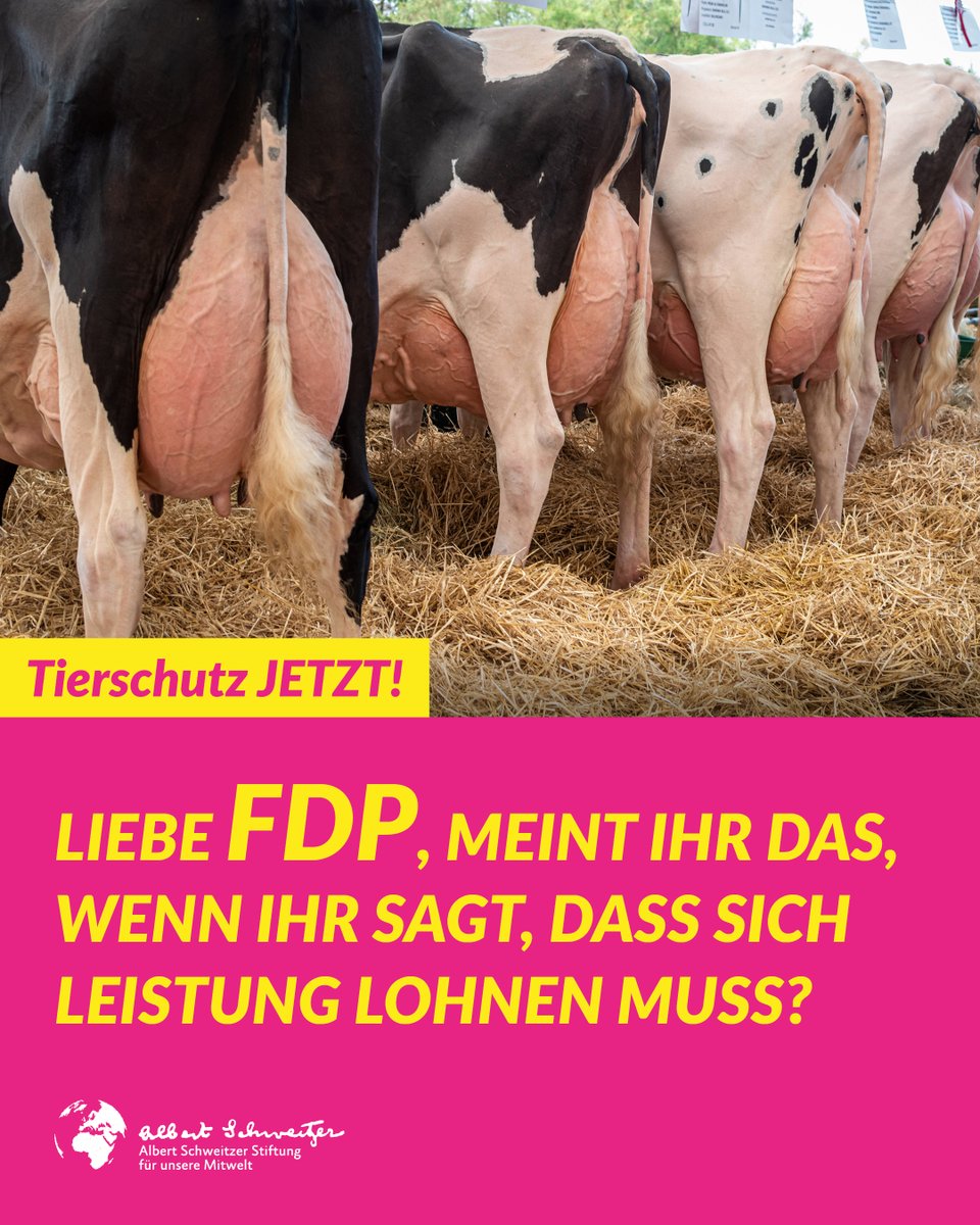 Die #FDP blockiert bei den derzeitigen Verhandlungen die Überarbeitung des Tierschutzgesetzes. Gemeinsam mit weiteren Tierschutzorganisationen fordern wir: #TierschutzJetzt! 
 #Tierqualbeenden #artgerechtstattungerecht #JetztMehrTierschutz #TierischUngerecht #Tierschutz
