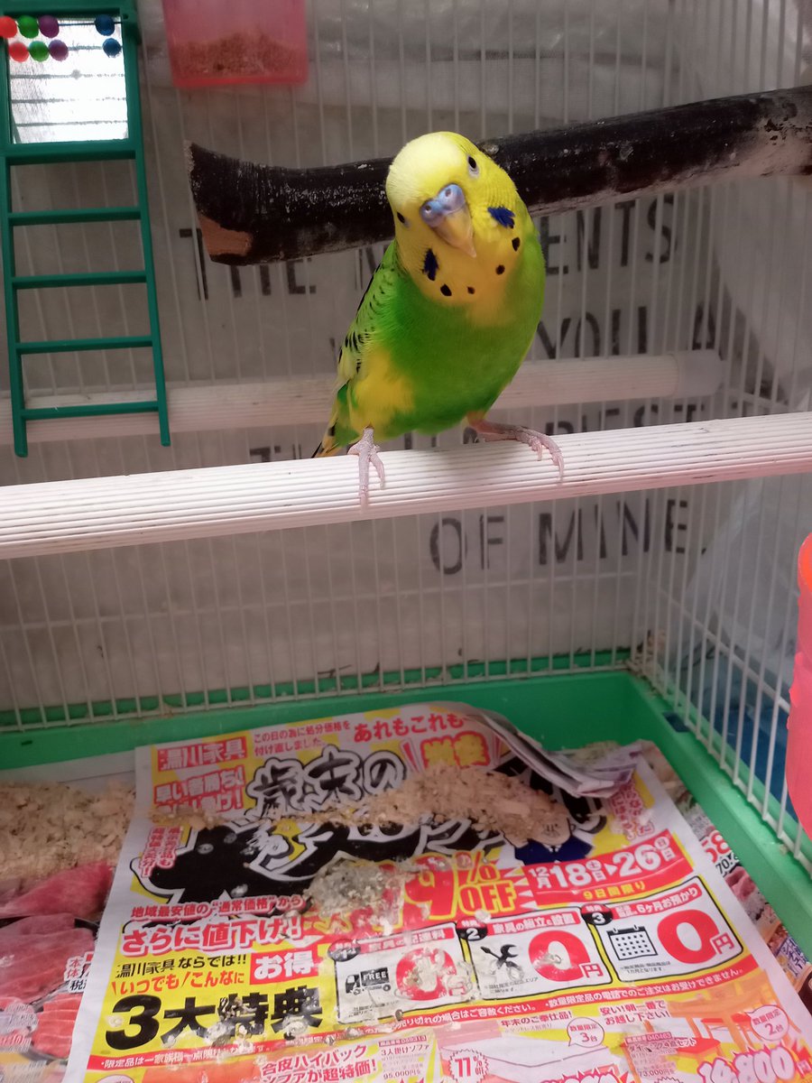 れもん🍋
この姿、可愛いです✌️

#セキセイインコ