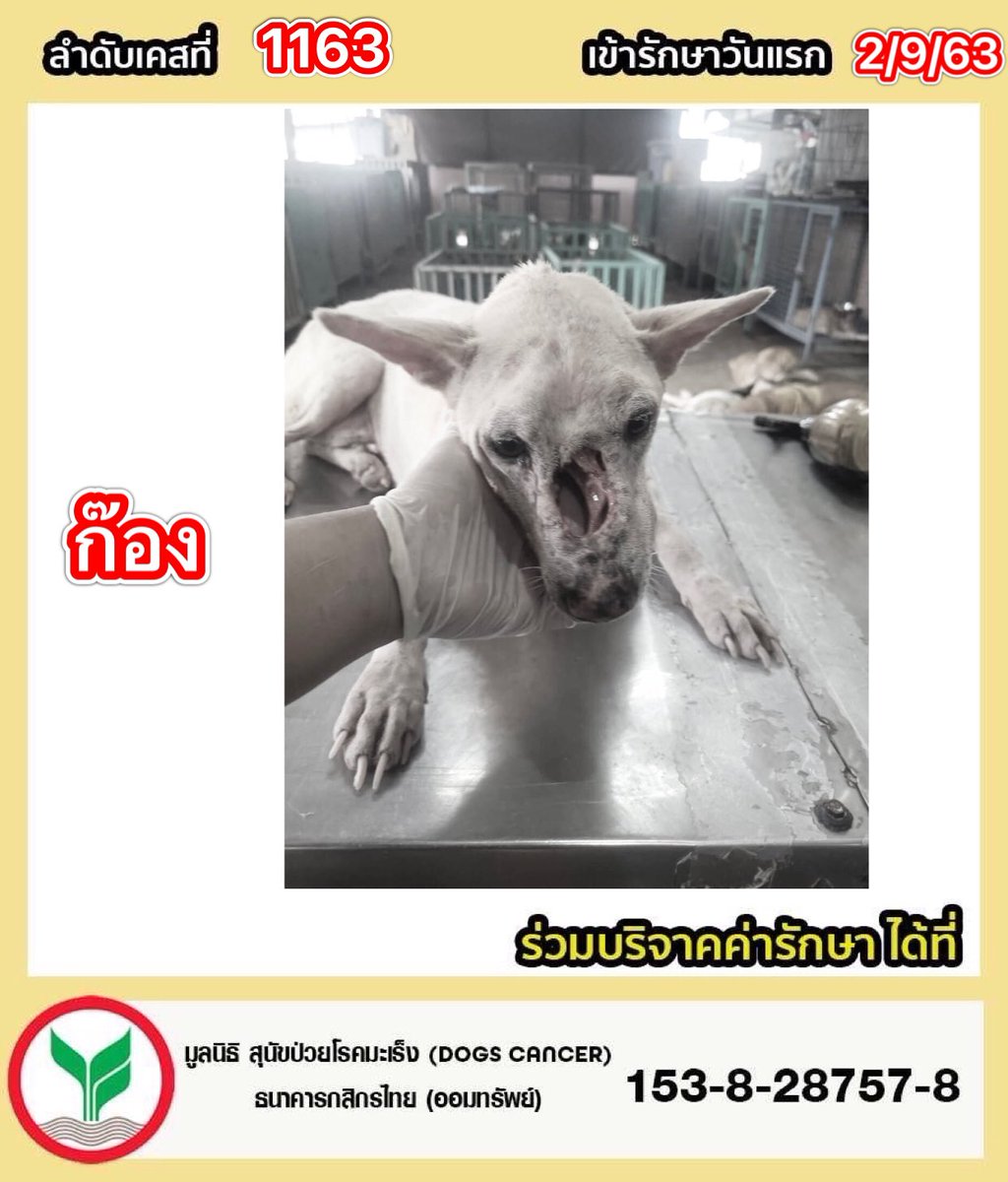 DogsCancer's tweet photo. ♦️ก๊อง ลำดับที่1163 น้ำหนัก9.5  kg. เพศผู้ เข้ารักษาวันที่ 02/09/63#อัพเดตอาการวันที่ 21-09-66  เช็ดทำความสะอาดบริเวณสันจมูก ที่มีคราบสารคัดแห้ง และพ่นด้วยสเปยร์นาโนเพื่อเพิ่มความชุ่มชื้น   #ปัจจุบันหายจากโรคมะเร็งโพรงจมูกแล้ว ก๊องทานอาหารนิ่มได้ ขับถ่ายปกติ 
⚠️ #มาด้วยอาการมีเนื้อเน่า น้ำหนองไหลตลอดเวลา ส่งกลิ่นเหม็นเน่า ก้อนเนื้อมีขนาดใหญ่มากกินพื้นที่ทั้งสันจมูก และบวมอักเสบไปถึงดวงตา เวลาหายใจมีเสียงครือคราด  หายใจลำบาก ก๊องมีมะเร็งตรงอวัยวะอีกหนึ่งทีและต้องรักษาควบคู่กันไป  เบื้องต้นคุณหมอให้น้องพ่นยา เพื่อช่วยให้น้องหายใจสะดวกยิ่งขึ้น เช็ดทำความสะอาดแผล  ฉีดยาลดอักเสบ ยาลดเสมหะ ยาปฏิชีวนะ
#ผลเลือด
-เม็ดเลือดขาวสูง เนื่องจากก้อนที่จมูกมีการติดเชื้อ
-เม็ดเลือดแดงอยู่ในภาวะเลือดจาง
-เกล็ดเลือดต่ำ
-ค่าตับ ค่าไต รอผลจากแลป

#ยาที่คุณหมอให้น้องทาน
-บำรุงเลือด 1 เม็ด
-บำรุงตับ 1 เม็ด
-Doxy 1 เม็ด
*กิน Doxy. 1 เดือน

#ร่วมบริจาคช่วยสุนัขป่วยโรคมะเร็ง
📌มูลนิธิ สุนัขป่วยโรคมะเร็ง(Dogs 
Cancer) 
 ธนาคาร  : กสิกรไทย 
เลขบัญชี  : 153-828757-8

📌มูลนิธิ เลขที่ 5/2566

📞 ติดต่อมูลนิธิฯ 
โทร : 064-2463664

🔹-Line id : @dogscancer
https://t.co/vZhyIvvKyd 

🔹-Instagram : dogscancerfoundation 

🔹-ติดต่อเพจฯ Inbox 👇
https://t.co/xUqppbWORg. 

🔹-หรือสำหรับเยี่ยมชมเพจฯ👇
https://t.co/5bhEYjAgPs. 

 ❗️#ปัจจุบันทางเพจมีเคสที่รับผิดชอบและรักษาอยู่จำนวนมากเกือบ#142ชีวิต ยอดบริจาคที่เกินในแต่ละเคส สามารถช่วยเหลือช่วยเหลือค่ารักษาในเคสอื่นๆค่ะ 🙏🙇‍♀️

#ไลฟ์สดวันที่นำส่งถึง รพส.
https://t.co/WAO4XQhRMP

#ไลฟ์สดวันที่ลงพื้นที่ช่วยเหลือ 
https://t.co/frNKZOOZDw

#อัลบั้มและประวัติการรักษาของก๊อง 👇
https://t.co/cJBsxpWyOi