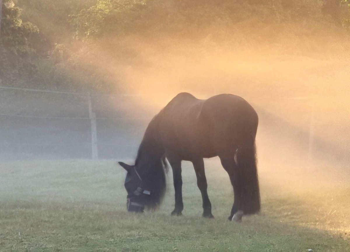 Feeling very Autumnal out there now, if you are thinking about your horse’s winter forage be sure to ask your retailer about Fulmart Feeds Equilage range. You can trust us to keep your horses healthy and happy all year round. #ponyhour @HopePastures @CecilsSanctuary