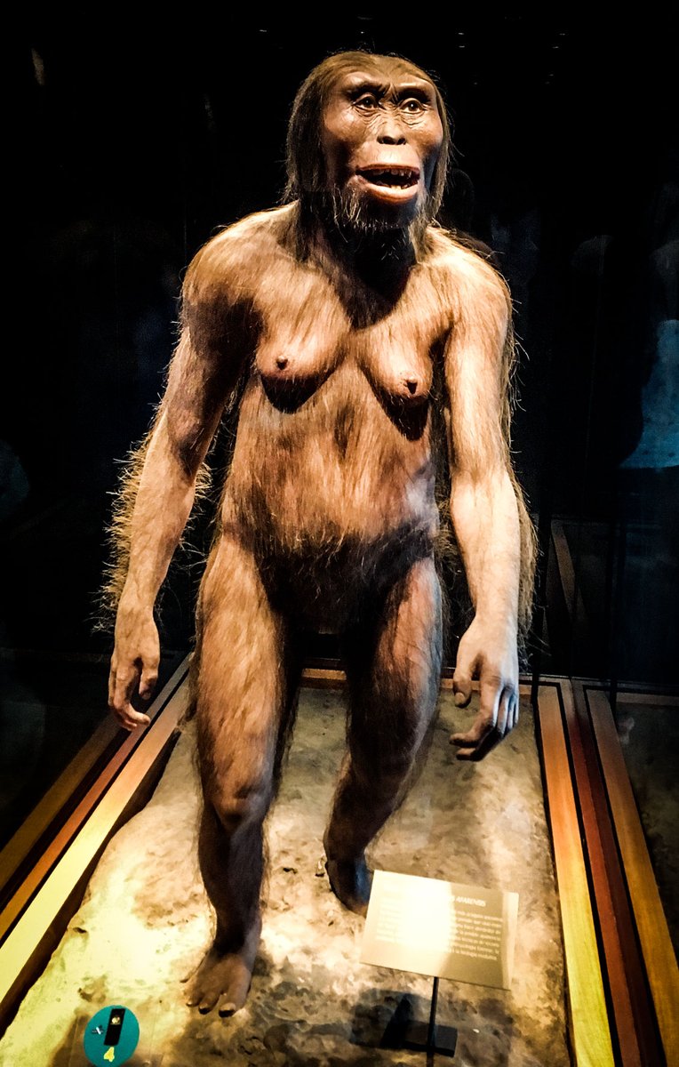 ONuntii's tweet photo. ༄ : The mystery of Lucy: the fossil that changed the the history of humanity

https://t.co/uTGCNbAhPa

#Australopithecusafarensis #Africa #Lucyscientificdiscovery #Ethiopia https://t.co/koHpquGUCM